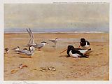 Archibald Thorburn Oyster Catchers Terns and Ringed Plovers painting